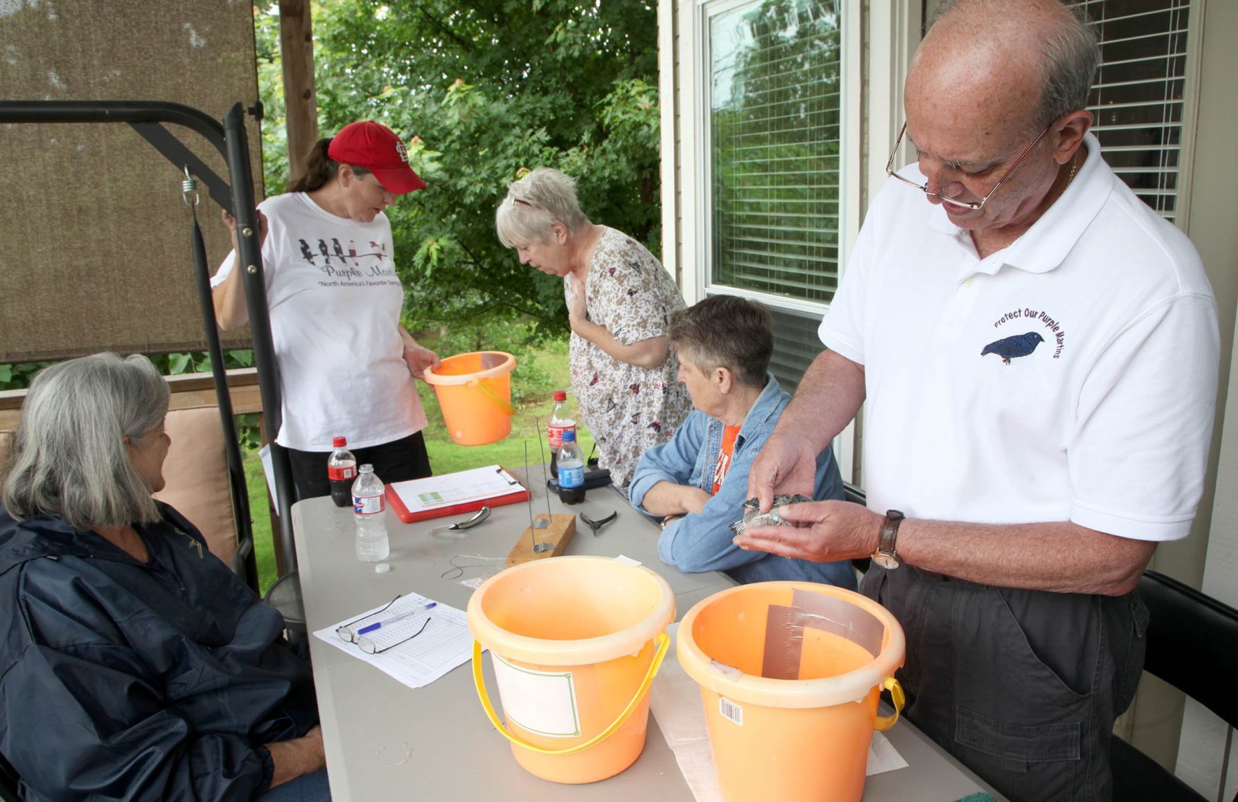 Purple martin banding